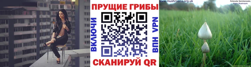 Псилоцибиновые грибы GOLDEN TEACHER  наркота  Весьегонск 